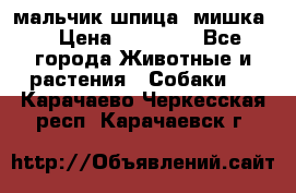 мальчик шпица (мишка) › Цена ­ 55 000 - Все города Животные и растения » Собаки   . Карачаево-Черкесская респ.,Карачаевск г.